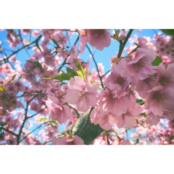 greenface「Kawazu Zakura」アートワーク