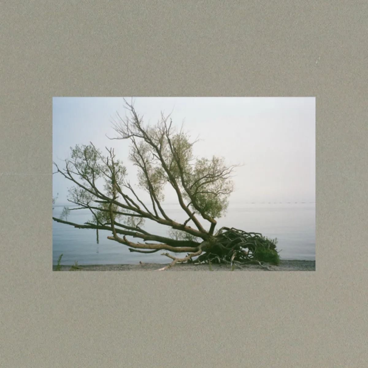 Kentaro Shibata「The Path So Far」アートワーク